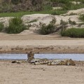 Vuyani Safari 34