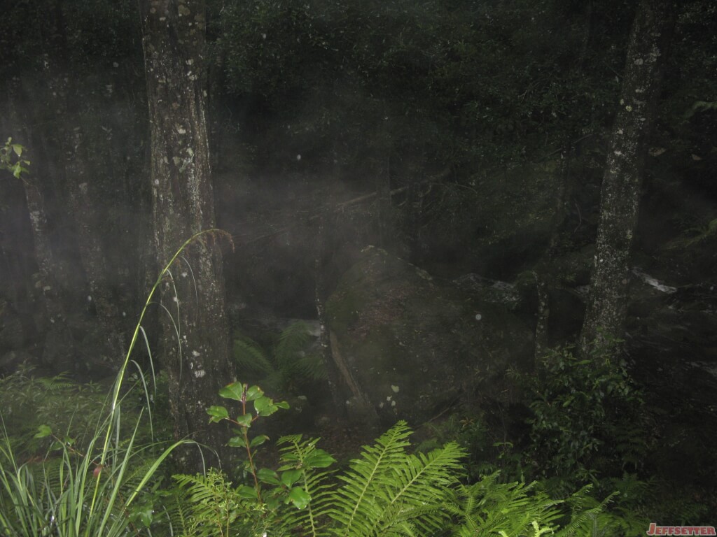 Hiking in a rainforest
