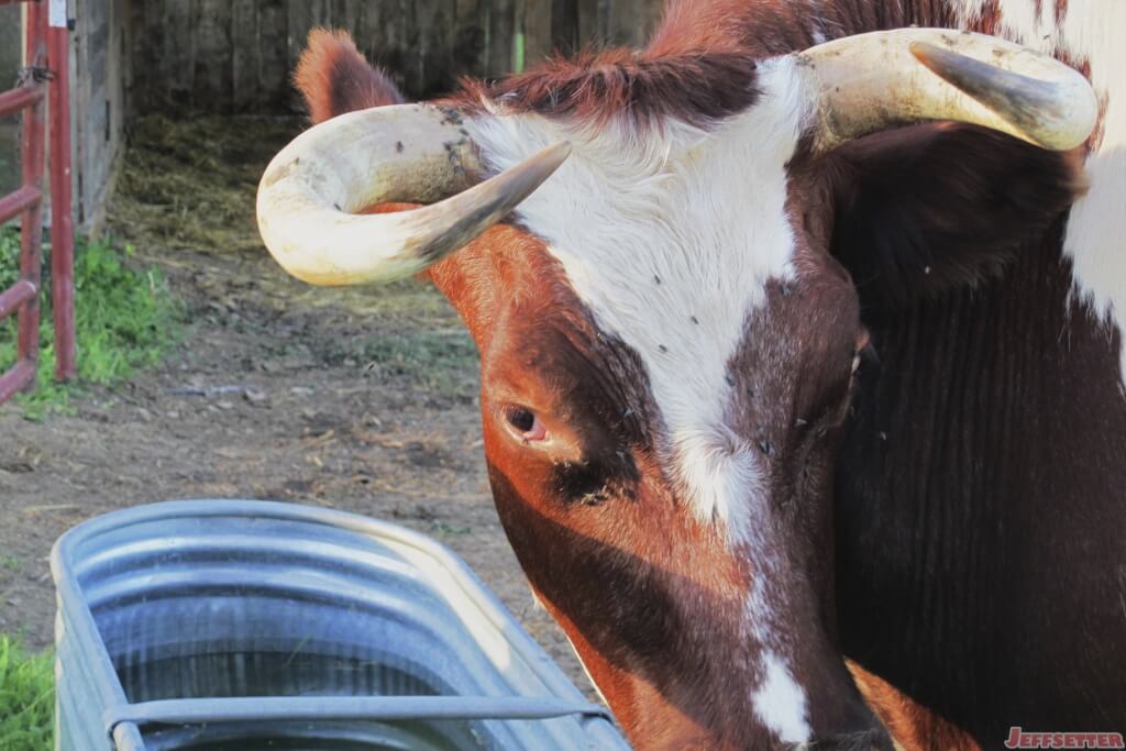 Close up of the Bull
