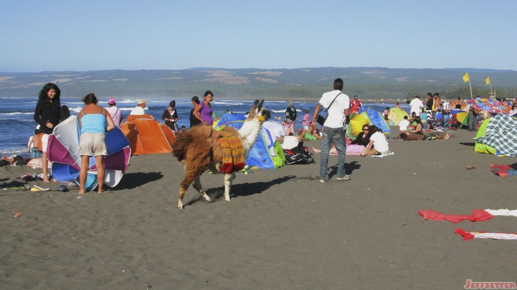 [Friday Photo] Alpaca on the Beach in Pichilemu, Chile