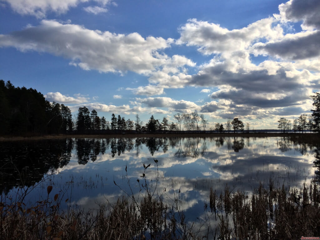 Reflective Trees on the Pond