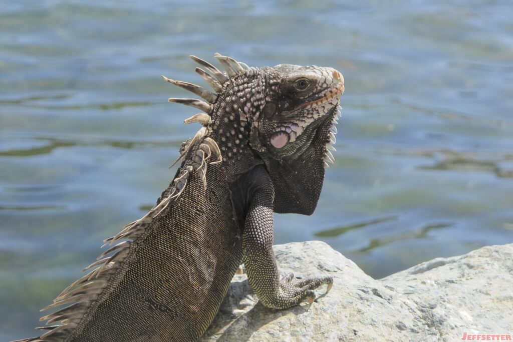 Iguana on a Rock, Frenchtown