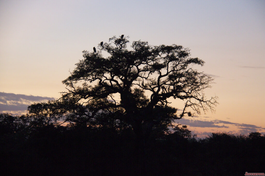 Vuyani Safari 226