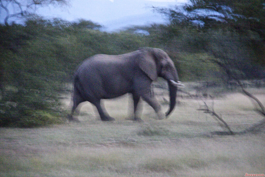 Vuyani Safari 189