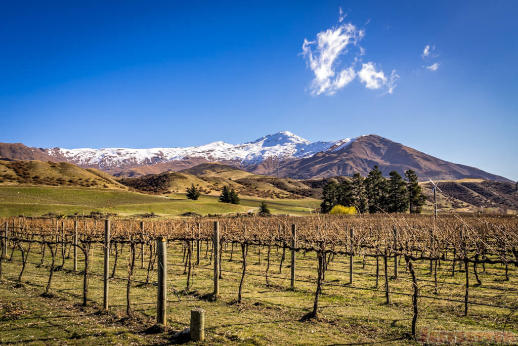Peregrine Winery-2