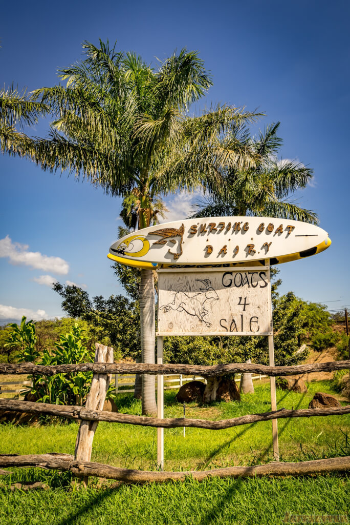 Surfing Goat Dairy -12