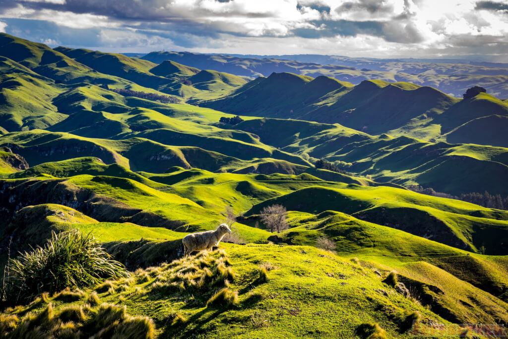 Sheep Overlook Te Mata-1