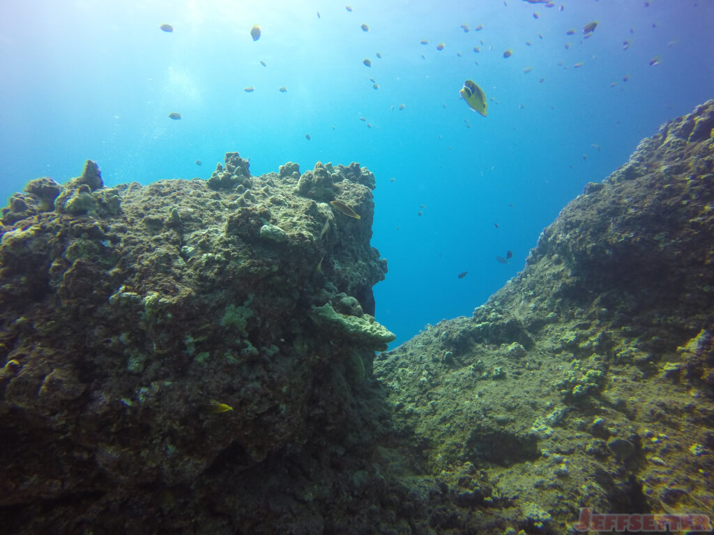 Big Island Diving with Mantas