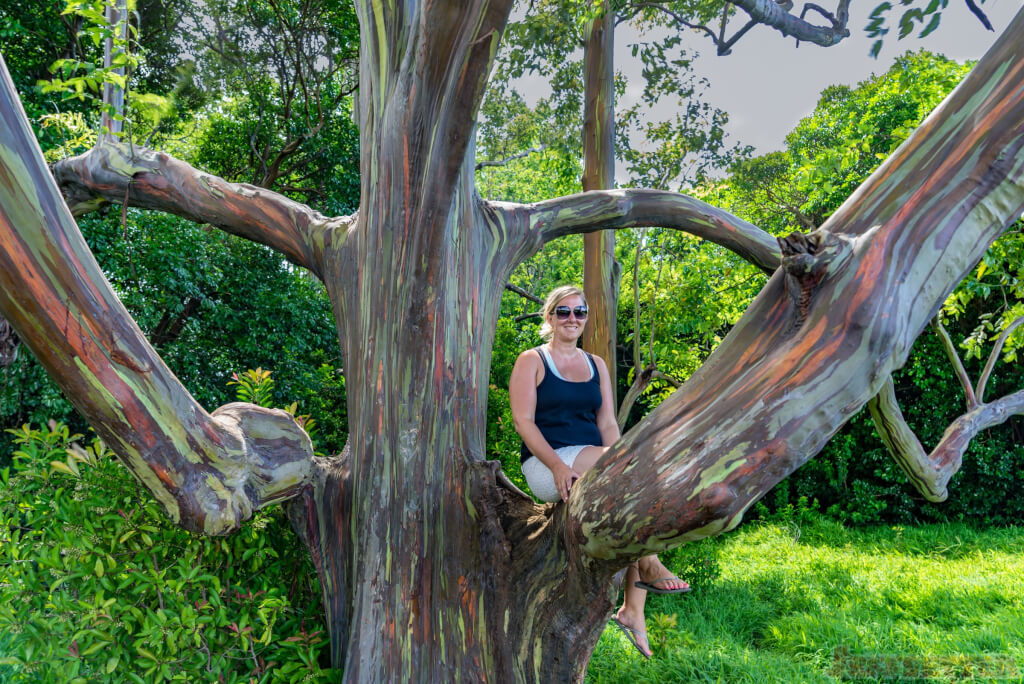 Rainbow eucalyptus_2