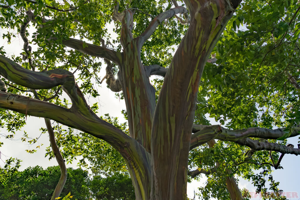 Road to Hana Rainbow Eucalyptus Trees - Stop 3 [Photos]