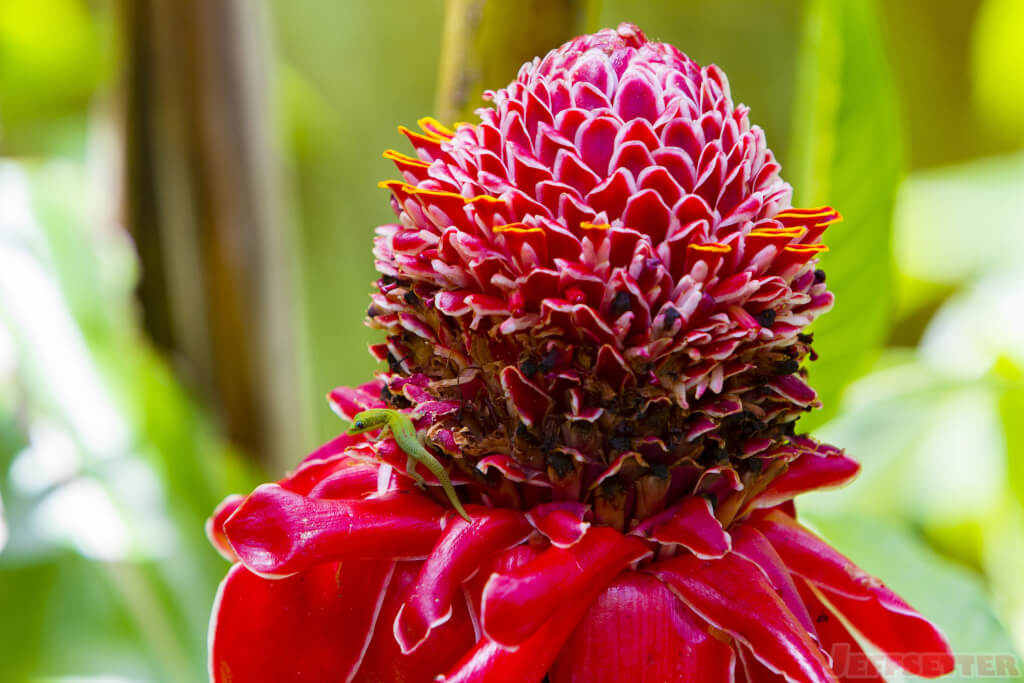 torch ginger