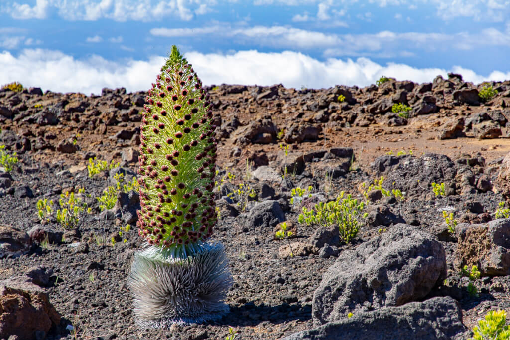 Partial Government Shutdown Effects in Hawaii