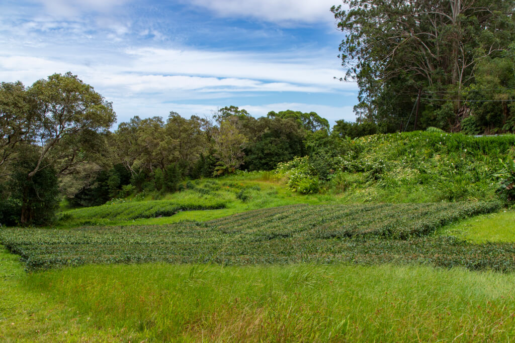 Tea Lovers Should Visit Hawaii Island