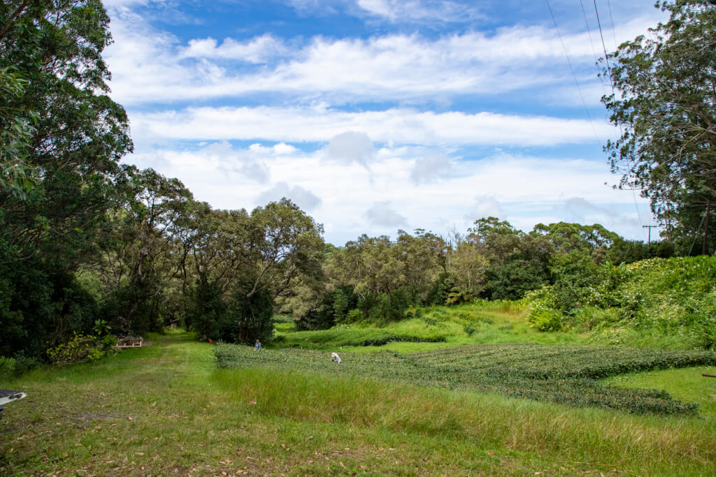 Tea Lovers Should Visit Hawaii Island