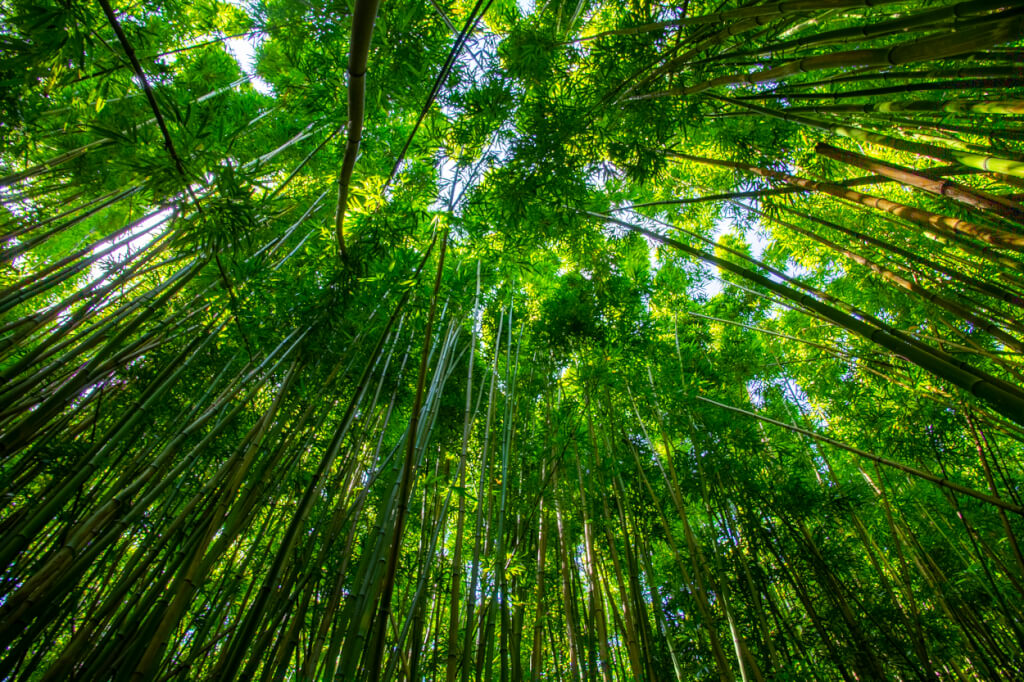 Travaasa Hana Maui is Rebranding Under Hyatt