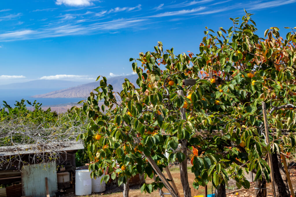 Visiting the Matsui Persimmon Farm in Kula