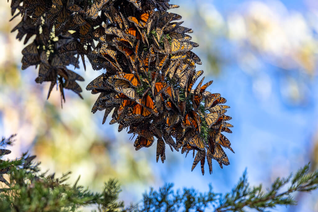 Pacific Grove Monarch Butterfly Sanctuary
