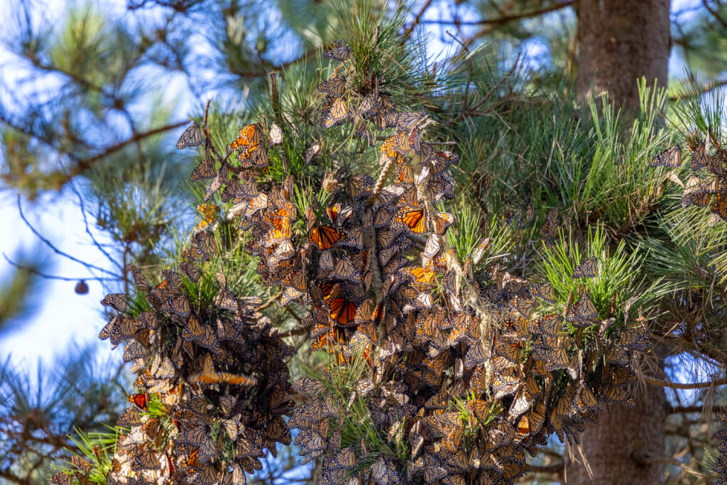 Pacific Grove Monarch Butterfly Sanctuary