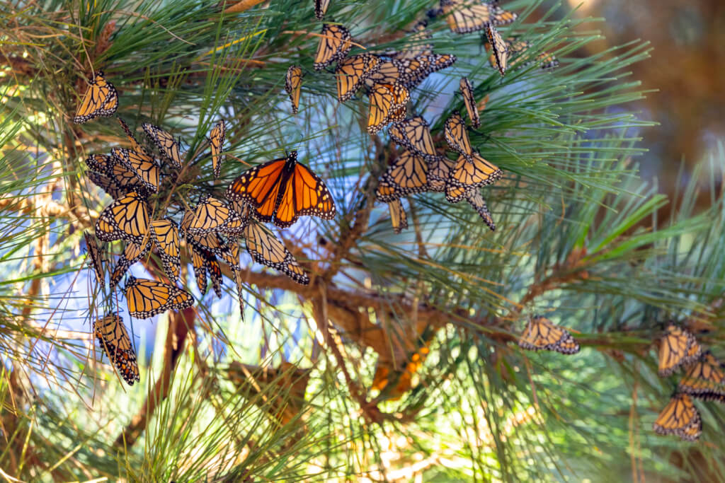 Pacific Grove Monarch Butterfly Sanctuary