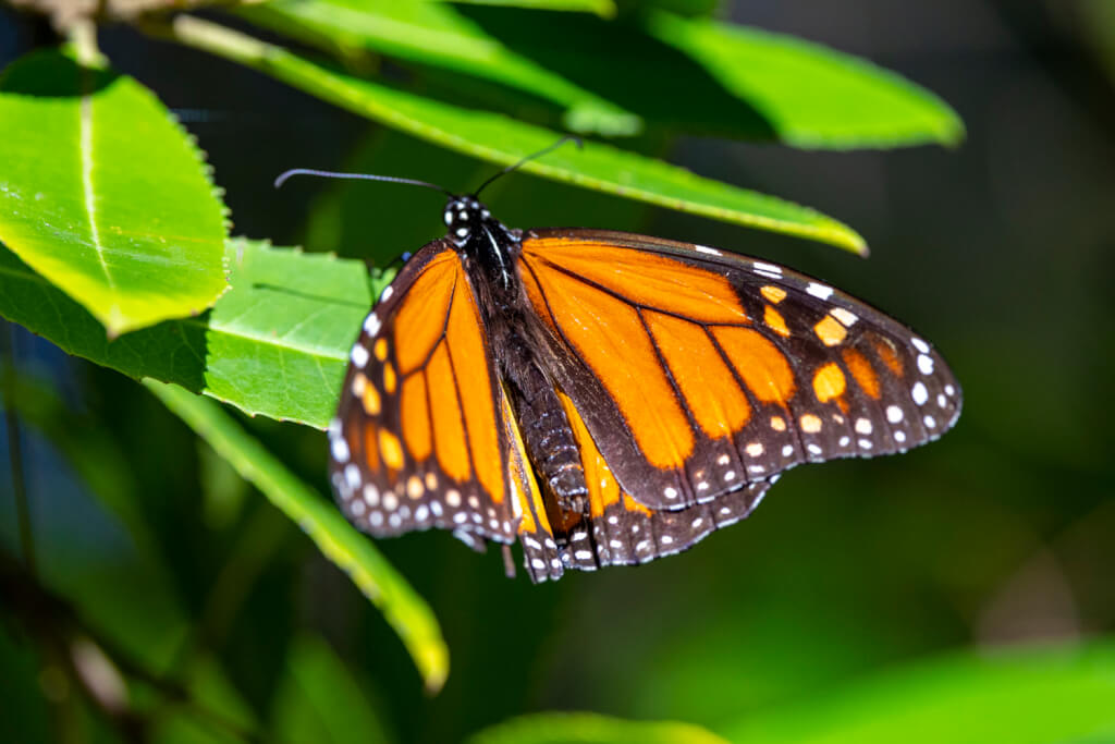 Pacific Grove Monarch Butterfly Sanctuary