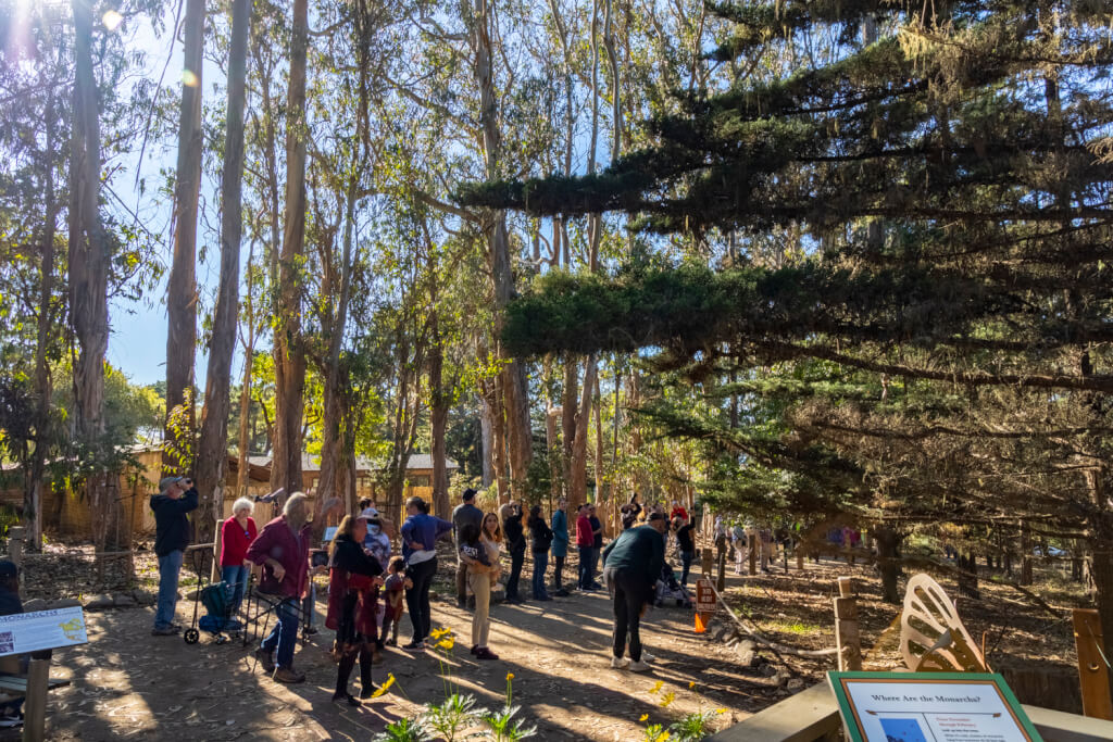Pacific Grove Monarch Butterfly Sanctuary