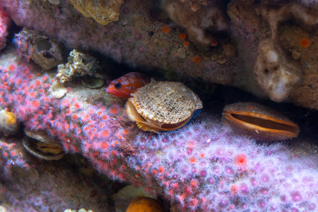 Monterey Bay Aquarium