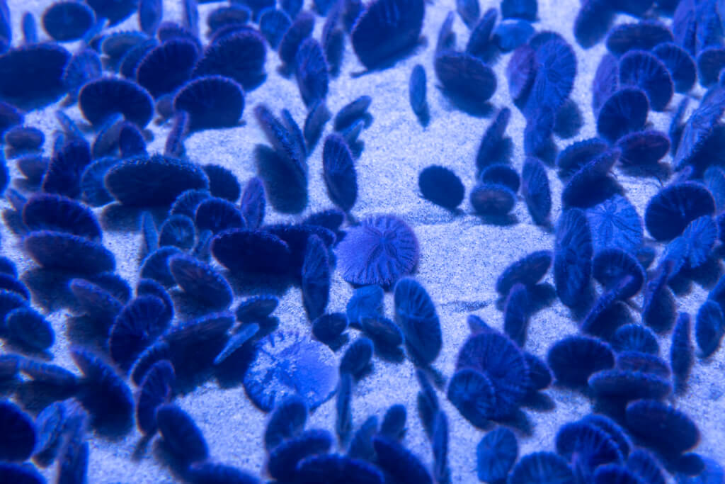 Monterey Bay Aquarium