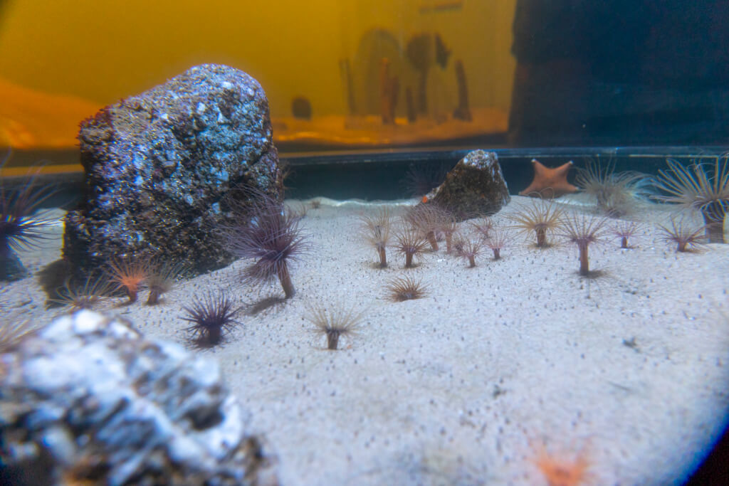 Monterey Bay Aquarium
