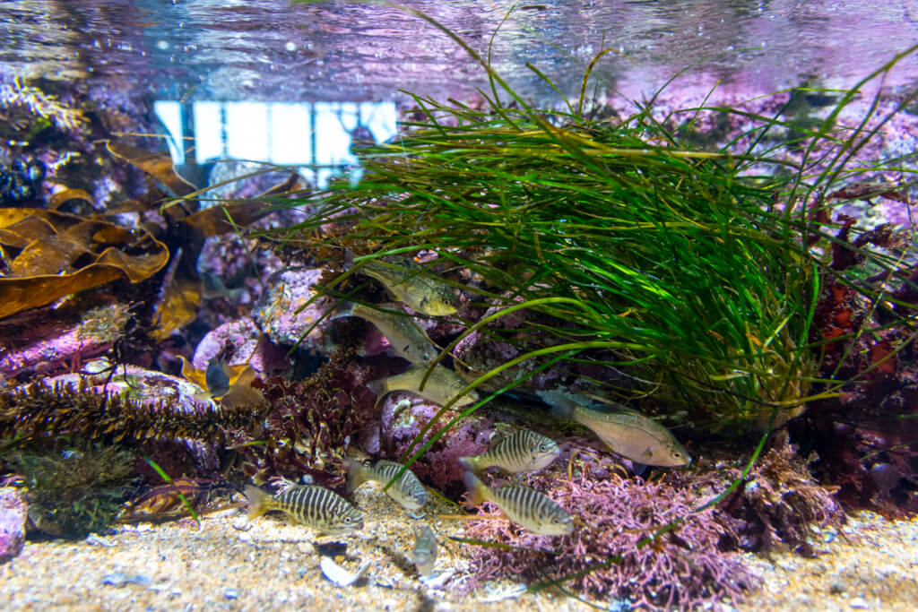 Monterey Bay Aquarium