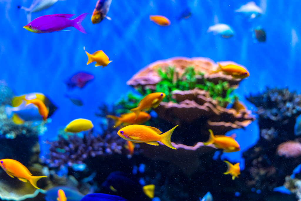 Monterey Bay Aquarium