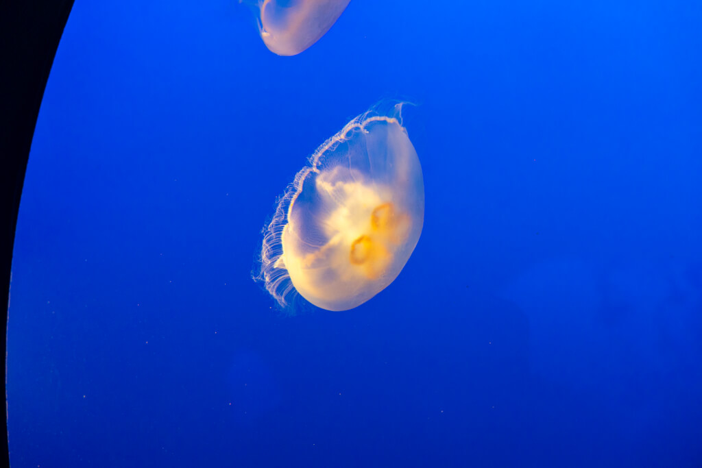 Monterey Bay Aquarium