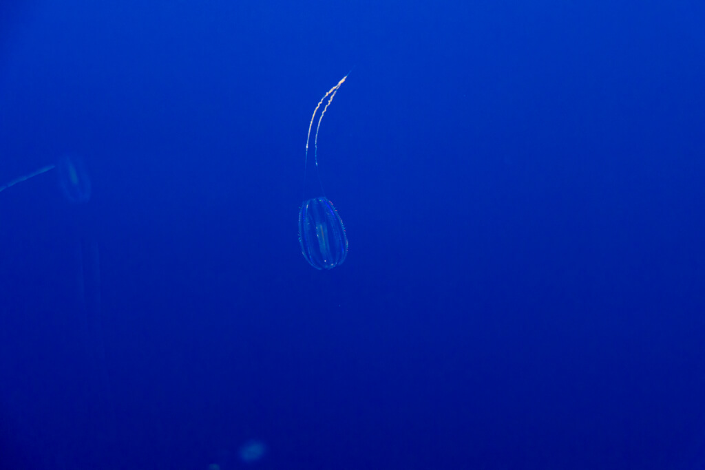 Monterey Bay Aquarium