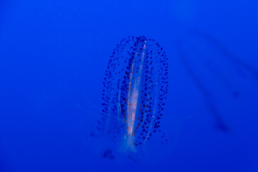 Monterey Bay Aquarium