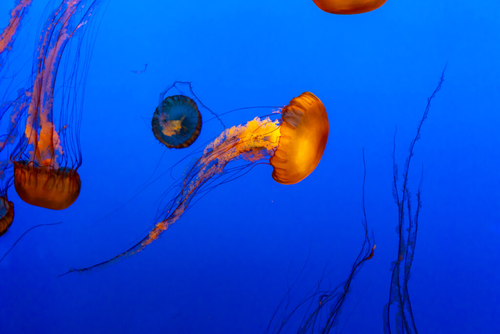 Monterey Bay Aquarium