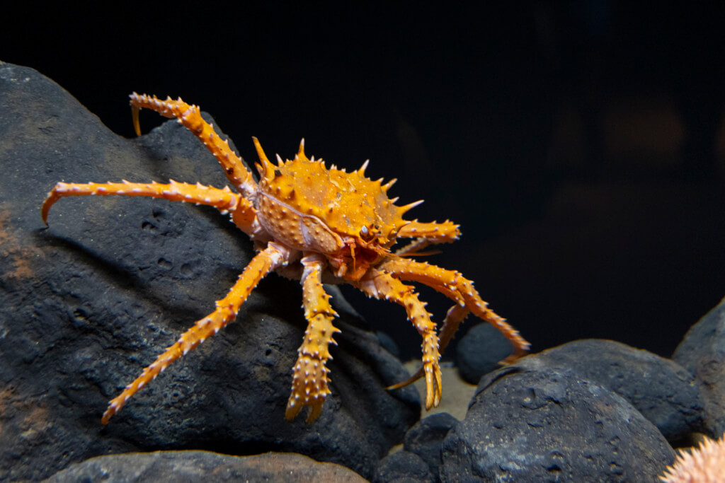 Monterey Bay Aquarium