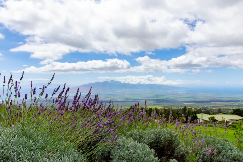 How to Visit Maui Responsibly Post-Fires