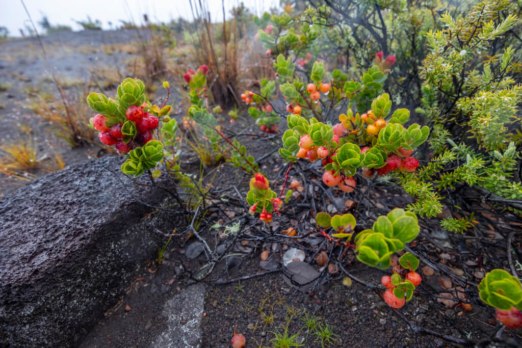 Revisit Hawaii Volcanoes National Park