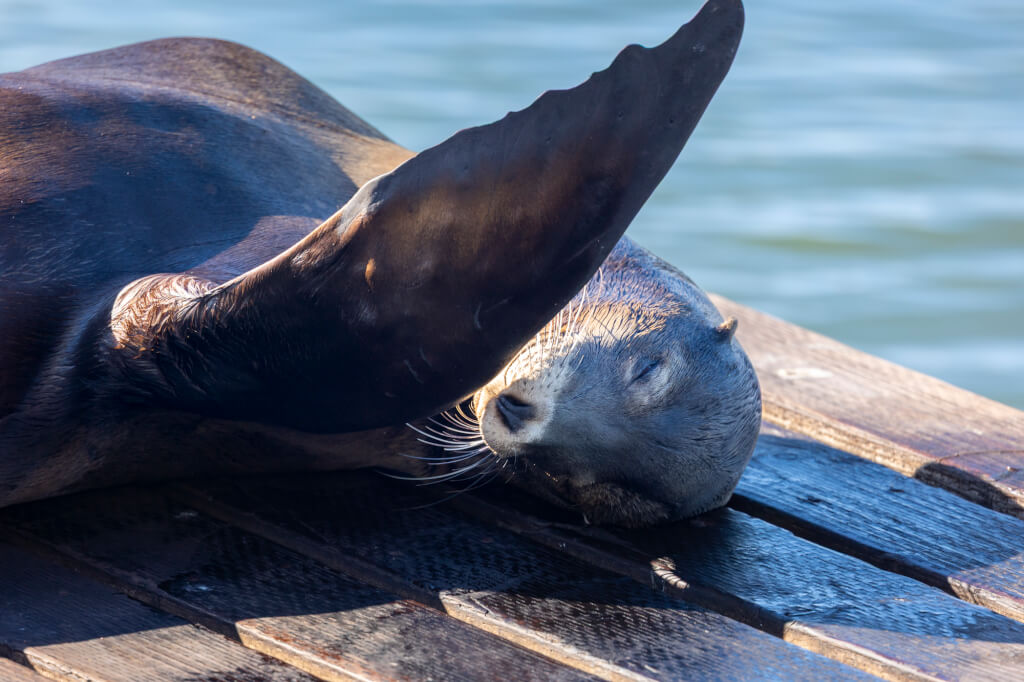 San Francisco sea lion