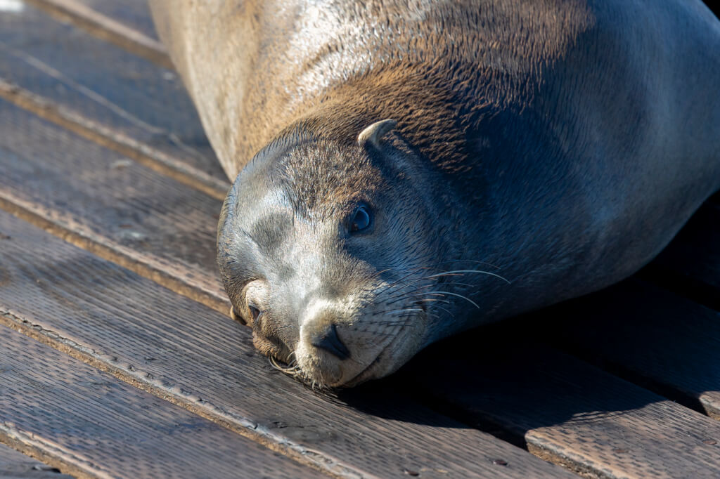 San Francisco sea lion