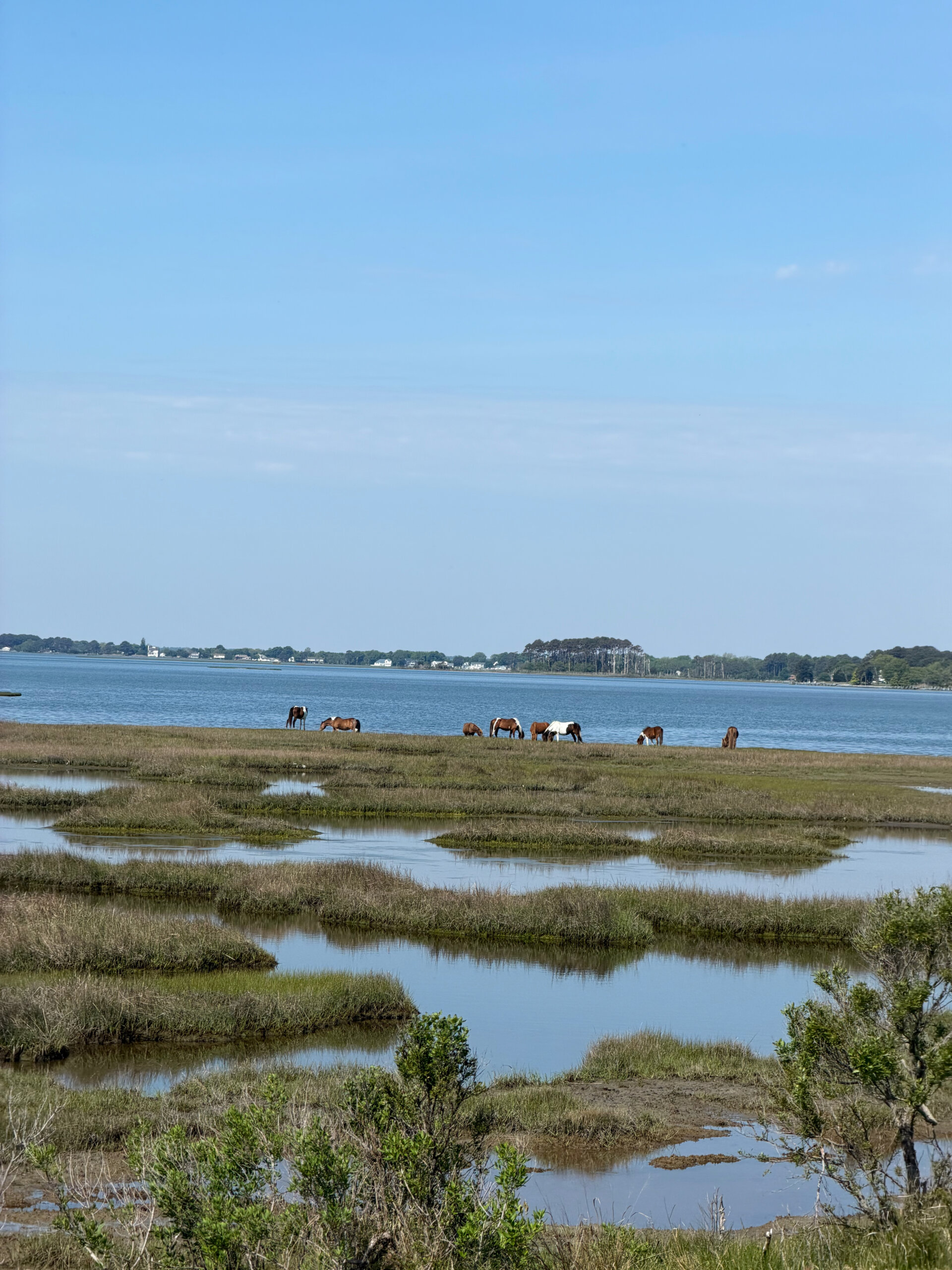 Wild horses grazing in the Sinepuxent Bay marsh this year. Same magic, just from a distance.