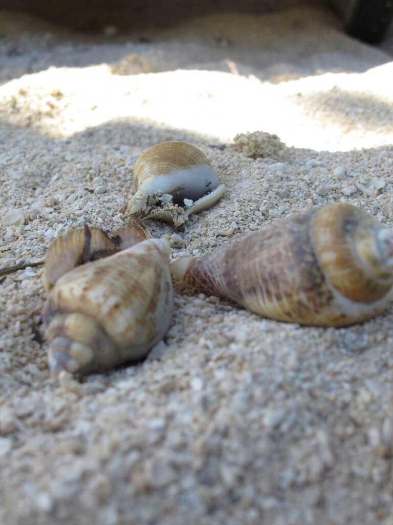 Seashells on the beach Seashells on the beach