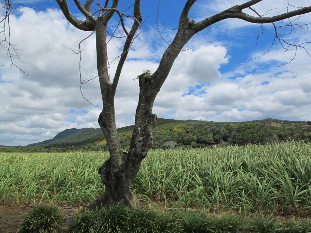 Mauritius Countryside Looking Out the Window Mauritius Countryside Looking Out the Window