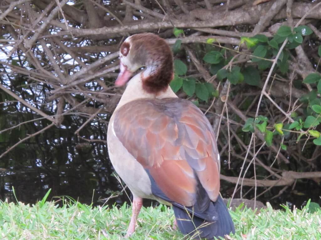 Funky Duck Funky Duck