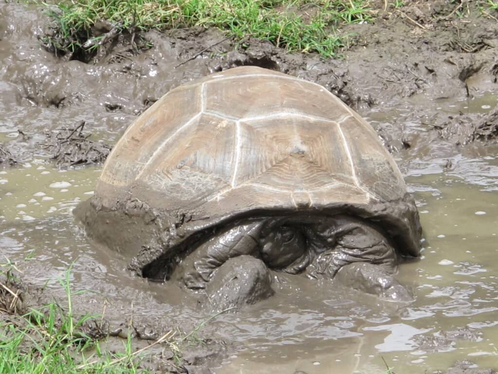 Scared Turtle Scared Turtle