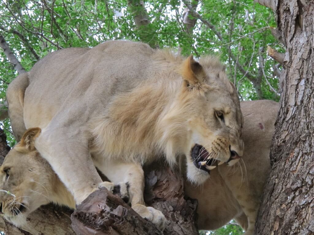 Lions Oh My Lions Oh My