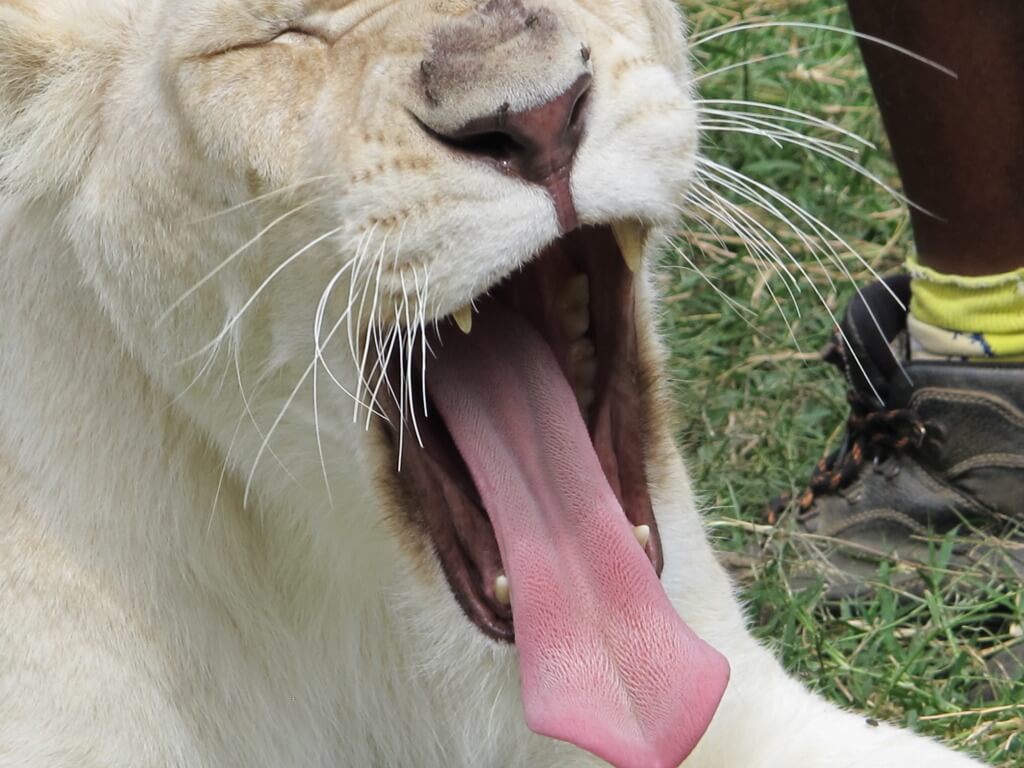 Bored Lion Bored Lion