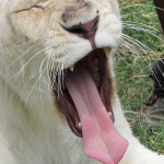 Bored Lion
