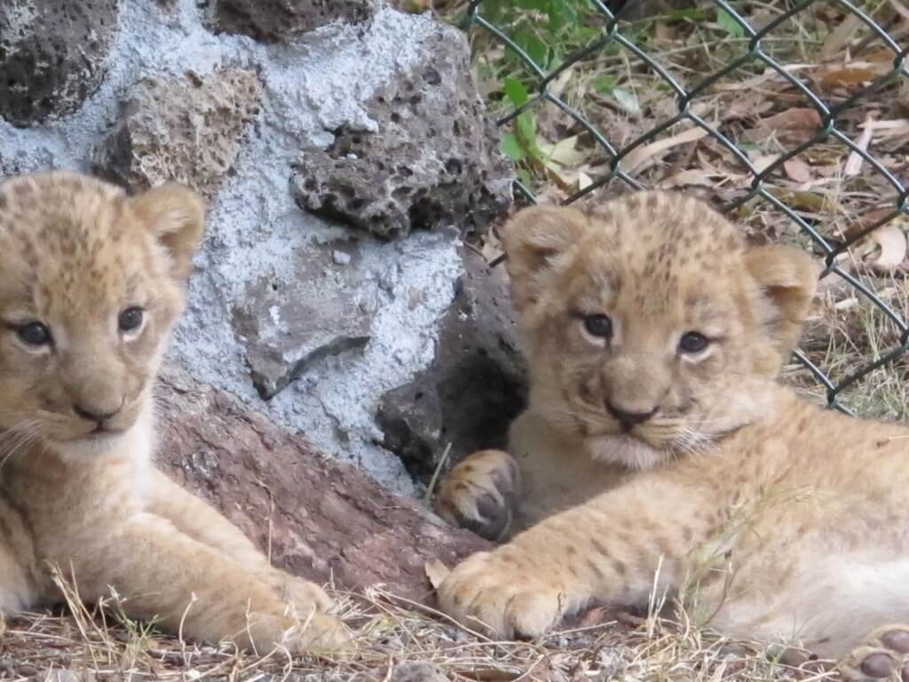 Baby Tigers are Adorable! Baby Tigers are Adorable!