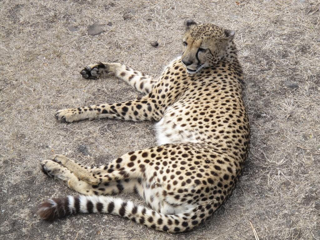 Chillin Cheetah Chillin Cheetah