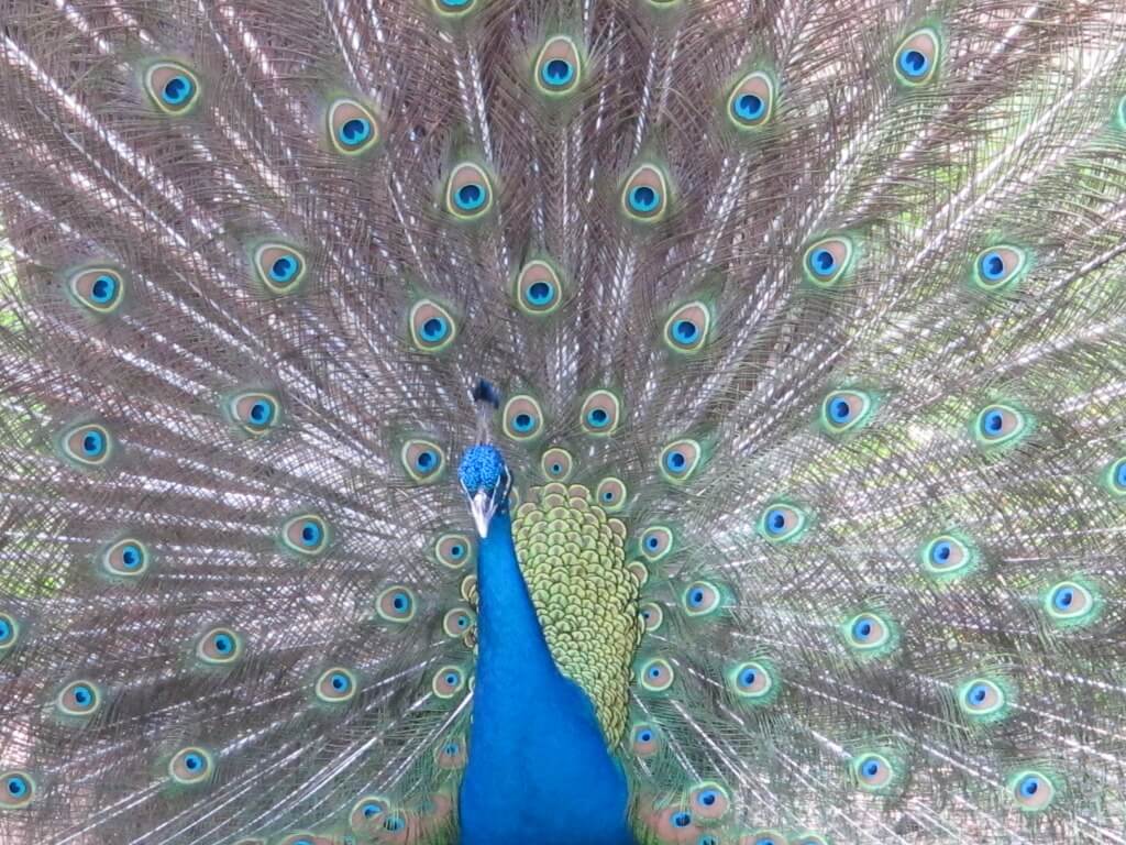 Peacockin like Jersey Shore Peacockin like Jersey Shore